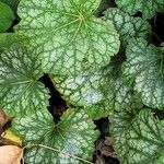 Heuchera americanaFolha