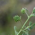 Medicago truncatula Frucht