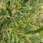 Grevillea olivacea Hoja