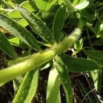 Anthyllis vulneraria Casca