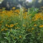 Astragalus canadensis Агульны выгляд