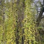 Salix × pendulina Leaf