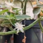 Rhipsalis grandiflora Flower