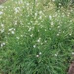 Anthericum ramosum عادت