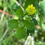 Medicago lupulina Blatt