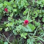 Trifolium incarnatumപുഷ്പം