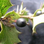 Berberis asiatica