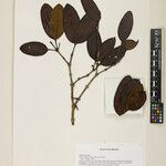 Mouriri eugeniifolia 葉