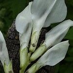 Vicia faba Flower