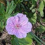 Geranium sanguineumപുഷ്പം