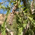 Callistemon viminalisBlad