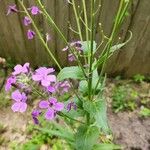 Hesperis matronalisFlower