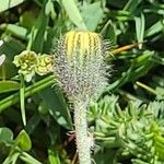 Pilosella lactucella Kwiat