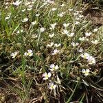 Baldellia ranunculoides Habitat