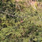 Xylopia katangensis Hábito