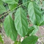 Combretum racemosum Leaf