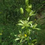 Ornithogalum pyrenaicum Květ