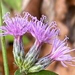 Serratula tinctoria Λουλούδι