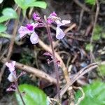 Impatiens flaccida Flower