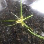 Cyperus aggregatusLeaf