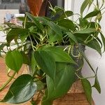 Philodendron hederaceum Lehti