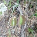 Calochortus albus Fruit