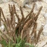 Plantago coronopus Lorea