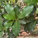 Pouteria lucuma Blatt