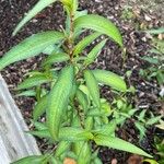 Persicaria odorata Blad