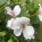 Pelargonium peltatum Virág