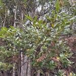 Laurus novocanariensis Лист