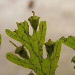 Trichomanes inopinatum 葉
