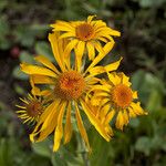 Hymenoxys hoopesii Flower