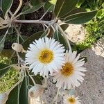 Pachystegia insignis Flor