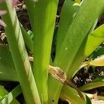 Allium schubertii Leaf