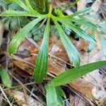 Viola pedata Leaf