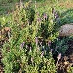 Lavandula dentataFlower