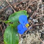 Commelina ensifolia 花