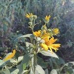 Helianthus divaricatus Çiçek
