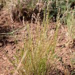 Eragrostis elongata عادت داشتن