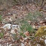 Sesleria caerulea Habitat