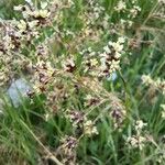 Luzula alpinopilosa Flor