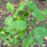 Crataegus viridis Folio