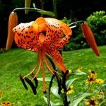 Lilium lancifoliumFlower