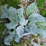Salvia xanthocheila Leaf