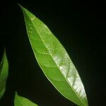 Pouteria coriacea Лист