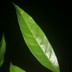 Pouteria coriacea Leaf