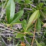 Tetracera rutenbergii Leaf