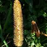 Setaria sphacelata Lorea