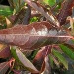 Viburnum nudum Leaf